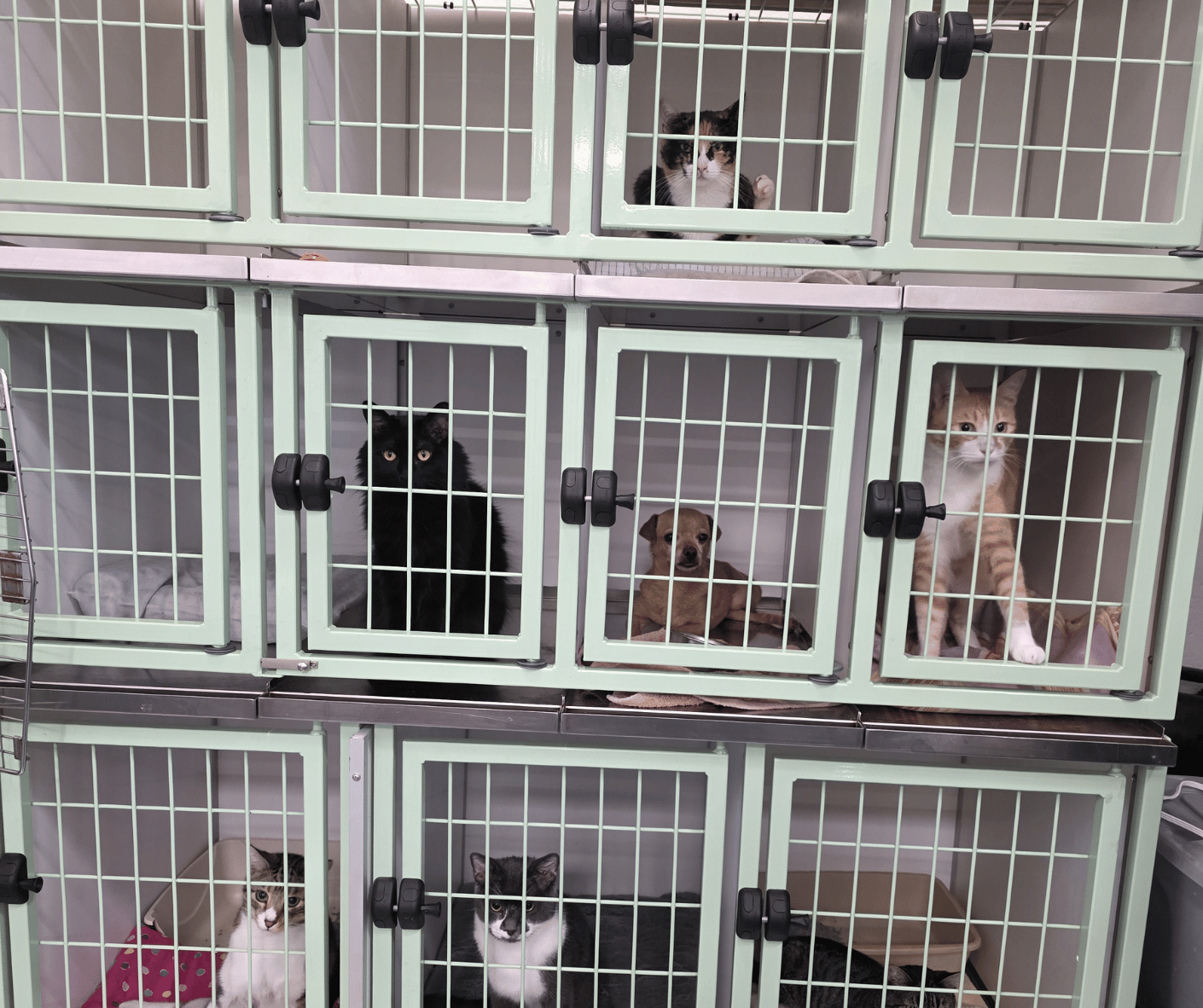 Stackable Kennels Commercial Stackable Dog Kennels | Presidio Custom Kennels